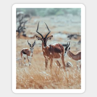 African Impalas Sticker